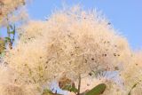 Cotinus coggygria. Отцвётшее соцветие с завязавшимися плодами. Краснодарский край, Черноморское побережье Кавказа, Геленджикский р-н, севернее пос. Кабардинка, у м. Пенай, обочина дороги. 12 июня 2013 г.