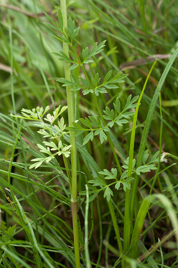 Изображение особи Selinum carvifolia.