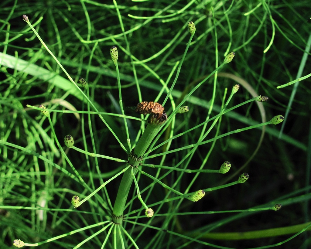 Изображение особи Equisetum fluviatile.