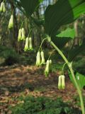Polygonatum multiflorum. Часть цветущего побега. Нидерланды, провинция Drenthe, Roderwolde, лес Kleibos. 28 апреля 2007 г.