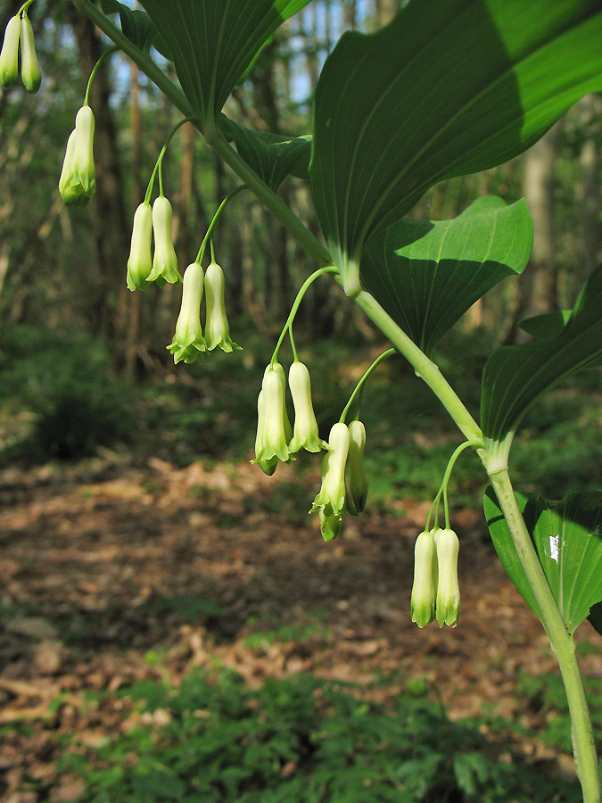 Image of Polygonatum multiflorum specimen.