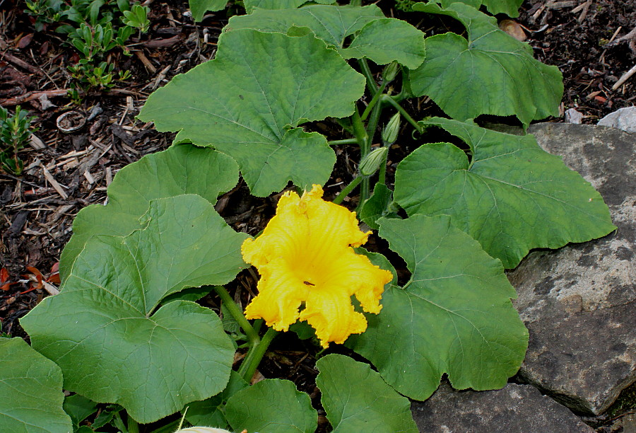 Image of Cucurbita maxima specimen.