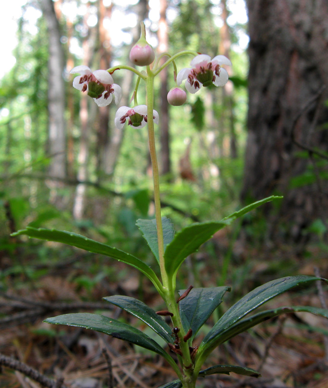 Изображение особи Chimaphila umbellata.