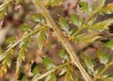 Polystichum proliferum. Часть вайи. Германия, г. Дюссельдорф, Ботанический сад университета. 02.03.2014.