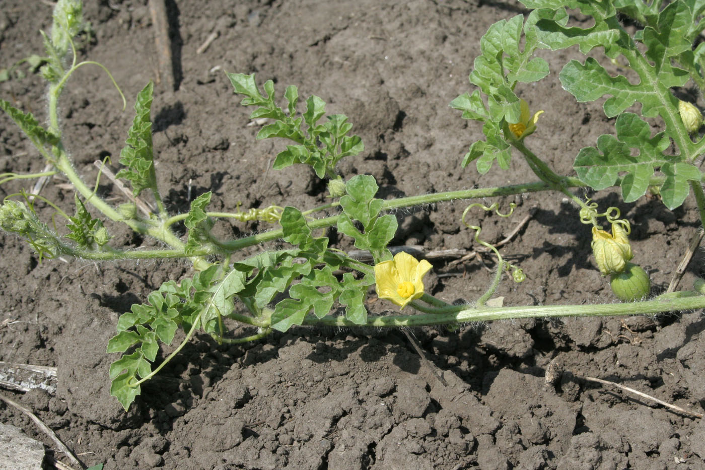 Image of Citrullus lanatus ssp. vulgaris specimen.