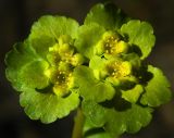 Chrysosplenium alternifolium. Соцветия и присоцветные листья. Подмосковье, окр. г. Одинцово, опушка смешанного леса. Апрель 2014 г.