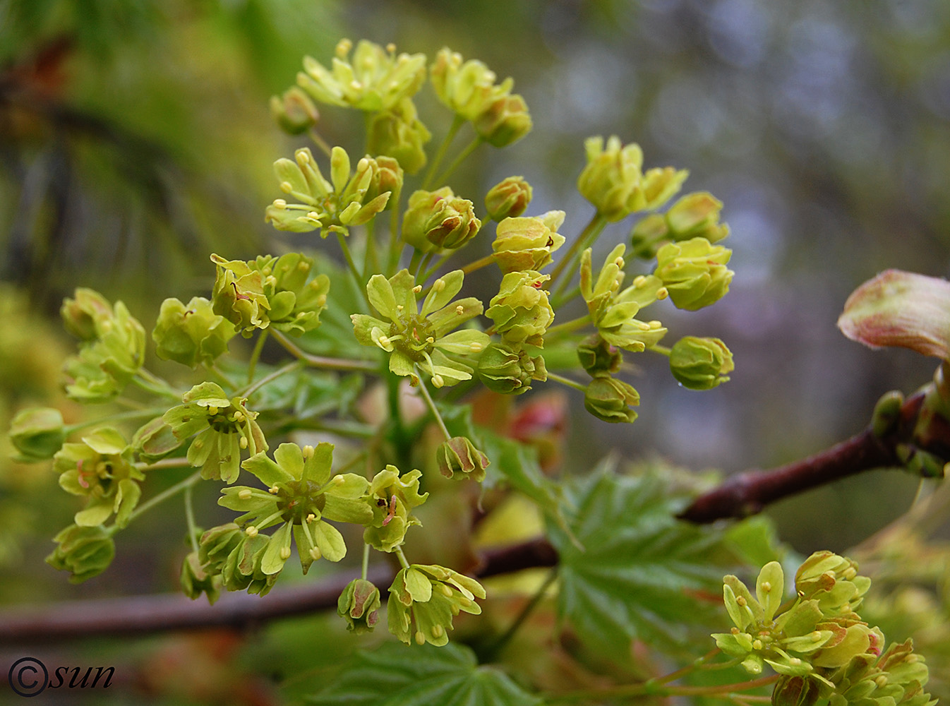 Изображение особи Acer platanoides.