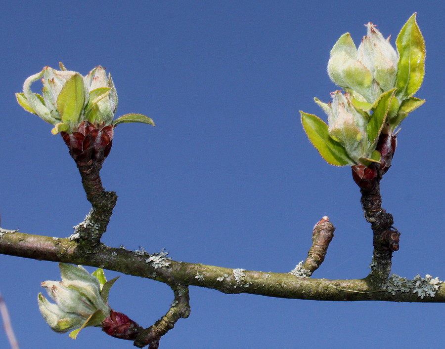 Изображение особи Malus sieversii.