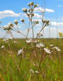 Gypsophila volgensis