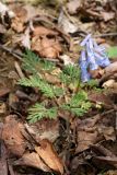 Corydalis fumariifolia