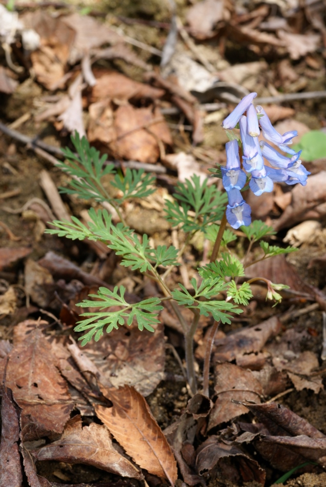 Изображение особи Corydalis fumariifolia.