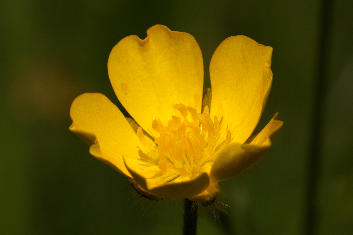 Image of Ranunculus polyanthemos specimen.