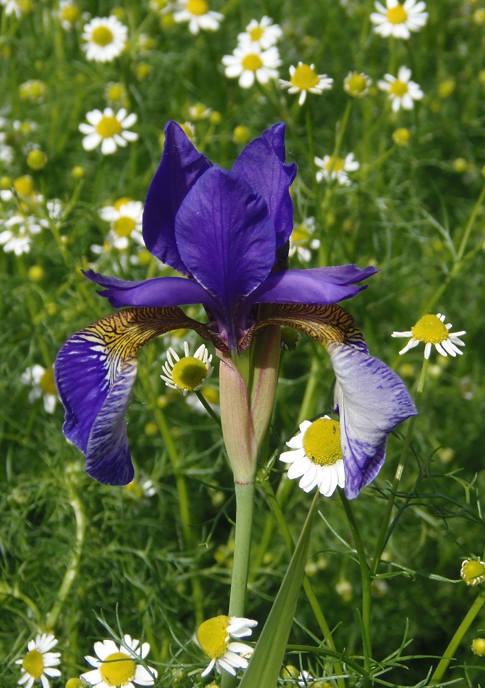 Image of Iris sanguinea specimen.