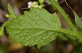 Crambe hispanica