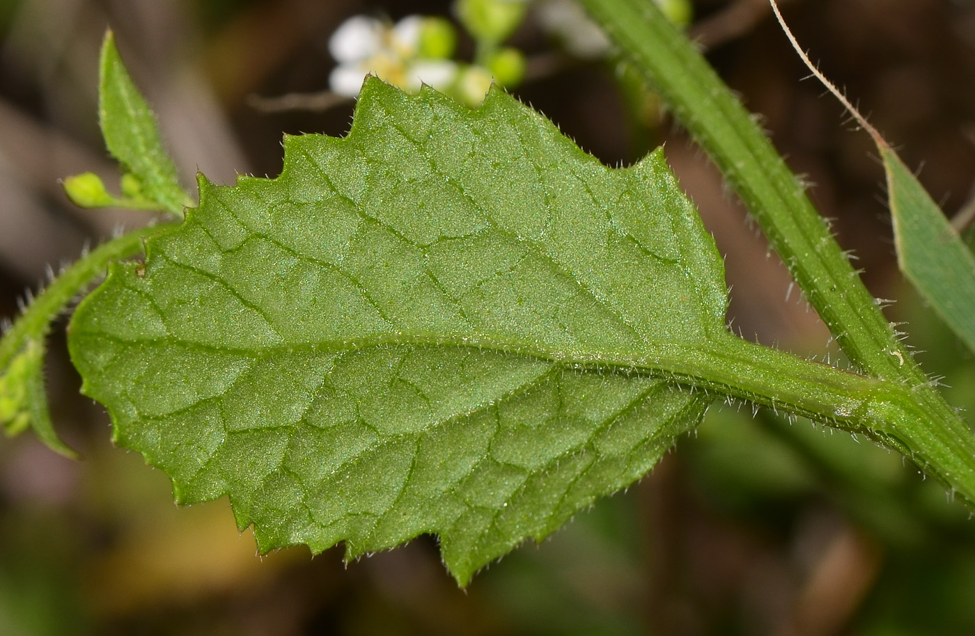 Изображение особи Crambe hispanica.