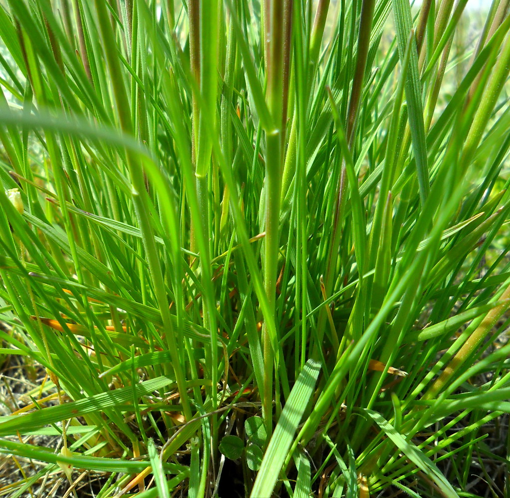 Изображение особи Psathyrostachys juncea.