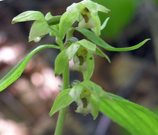 Image of Epipactis papillosa specimen.