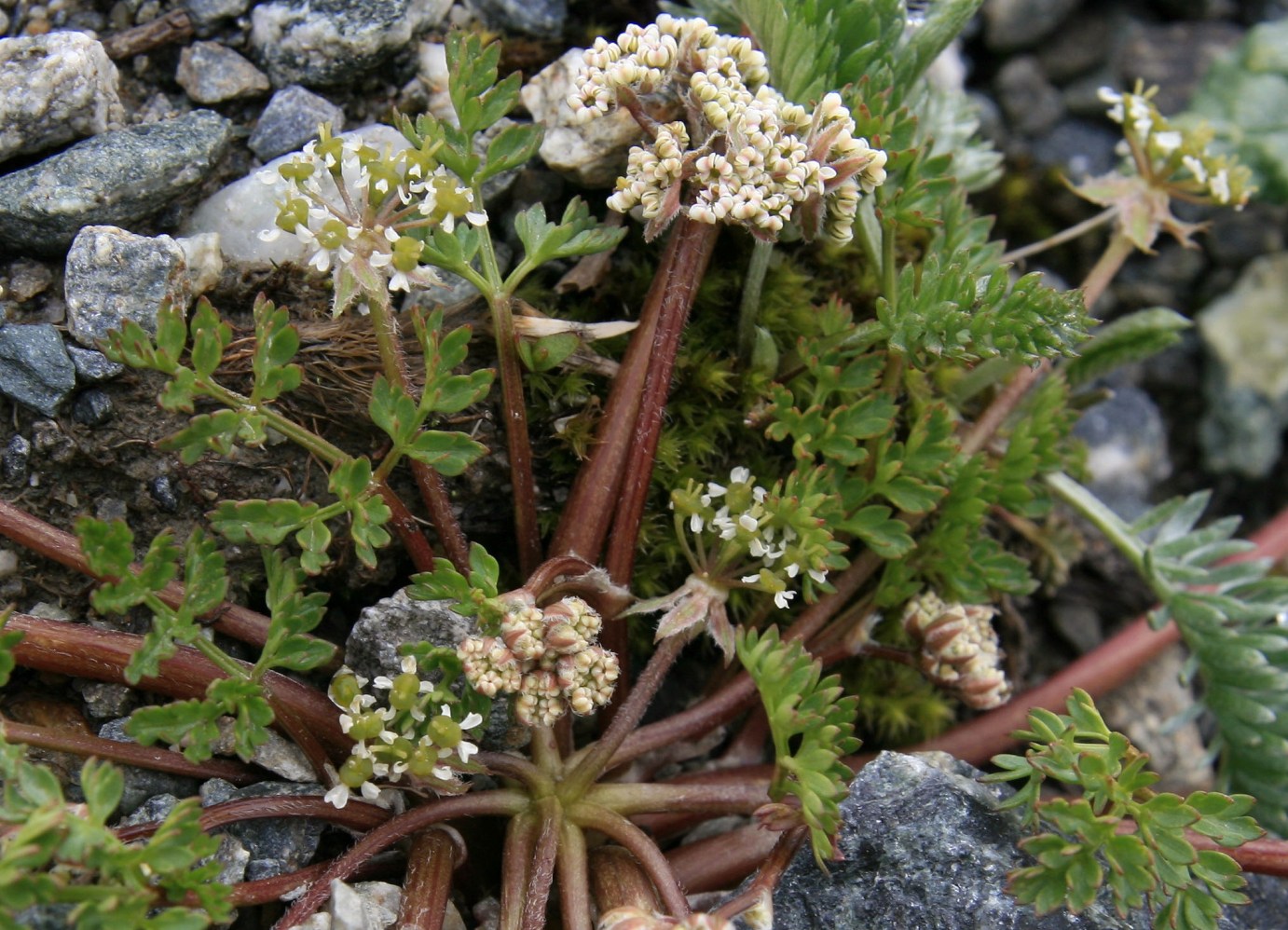 Изображение особи Chaerophyllum humile.