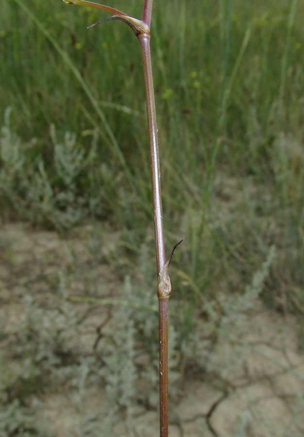 Image of Palimbia rediviva specimen.
