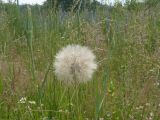 Tragopogon orientalis