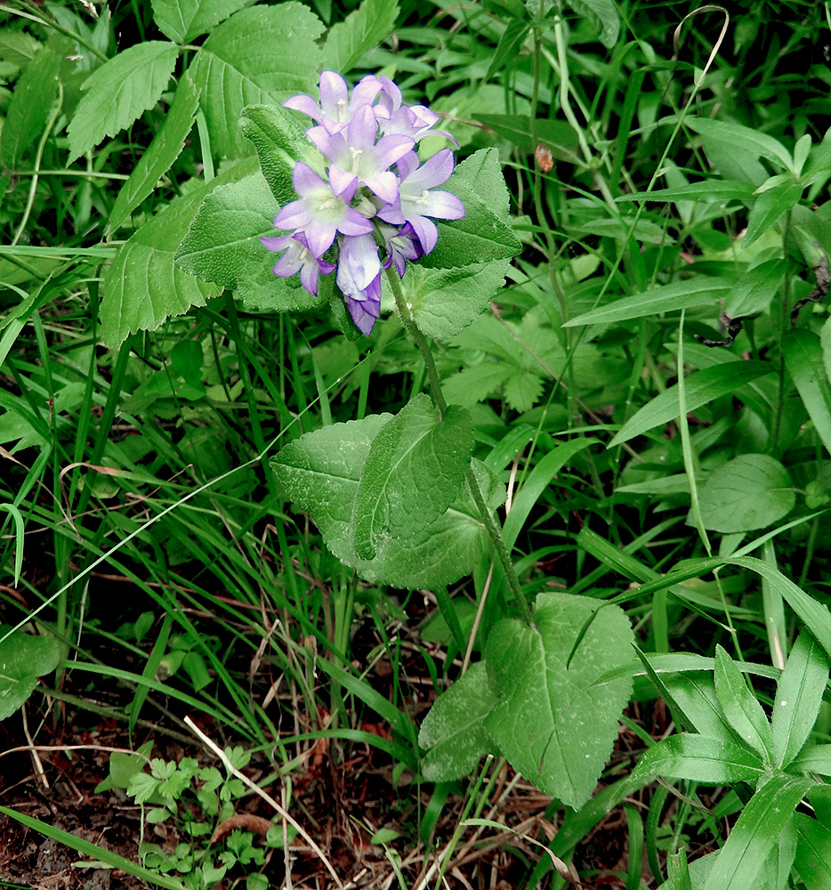 Изображение особи Campanula maleevii.