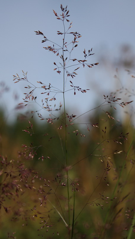 Изображение особи Agrostis tenuis.