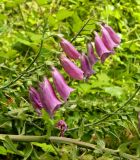 Digitalis purpurea