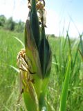 Iris halophila