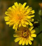 Picris hieracioides