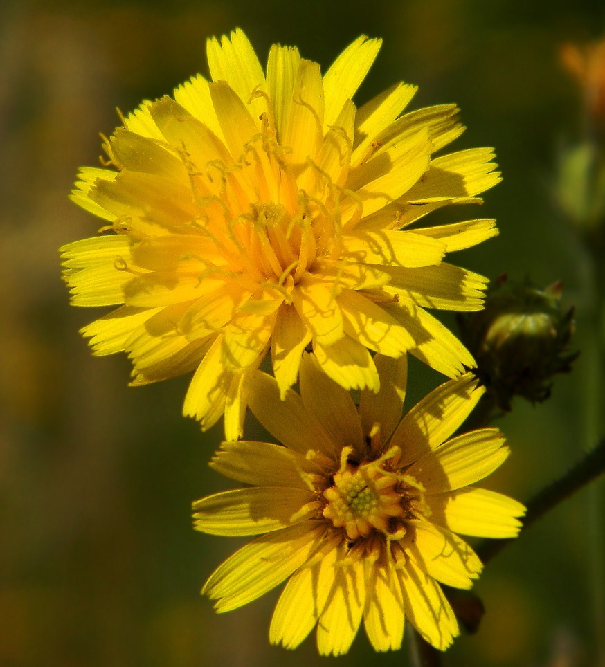 Image of Picris hieracioides specimen.