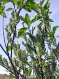 Salix phylicifolia