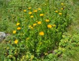 Inula grandiflora. Цветущие растения. Карачаево-Черкесия, гора Мусса-Ачитара, ≈ 2500 м н.у.м., альпийский луг. 31.07.2014.