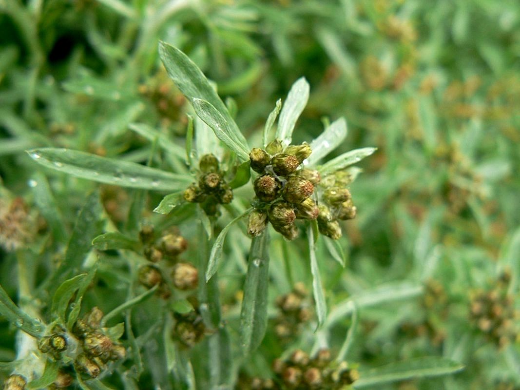 Image of Gnaphalium uliginosum specimen.