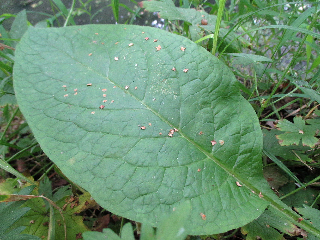 Image of Cynoglossum officinale specimen.