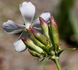 Saponaria officinalis
