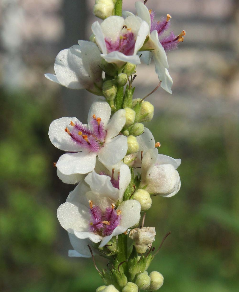 Изображение особи Verbascum nigrum.