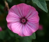 Malva trimestris