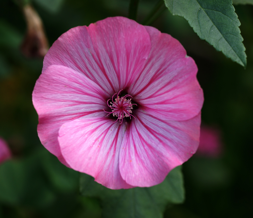 Image of Malva trimestris specimen.