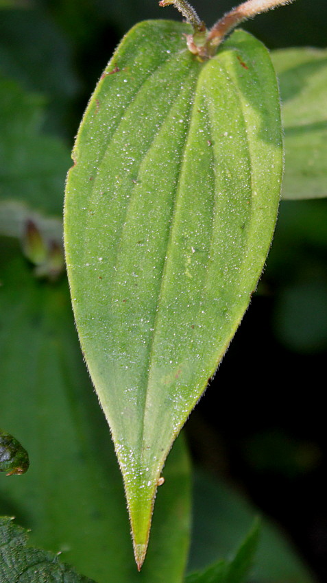 Изображение особи Tricyrtis hirta.