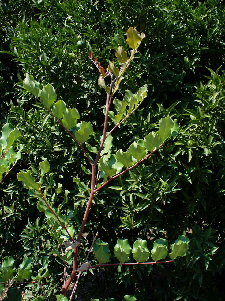 Изображение особи Ceratonia siliqua.