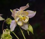 род Aquilegia