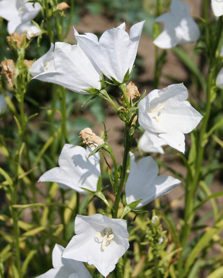 Image of Campanula persicifolia specimen.