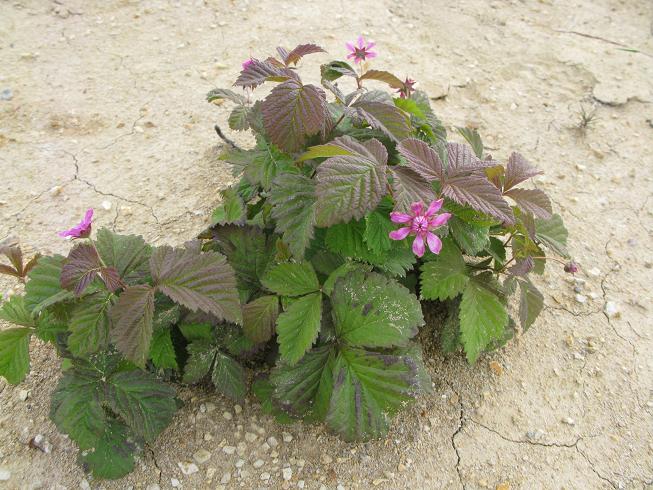 Image of Rubus arcticus specimen.