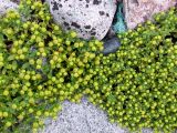 Honckenya peploides ssp. diffusa