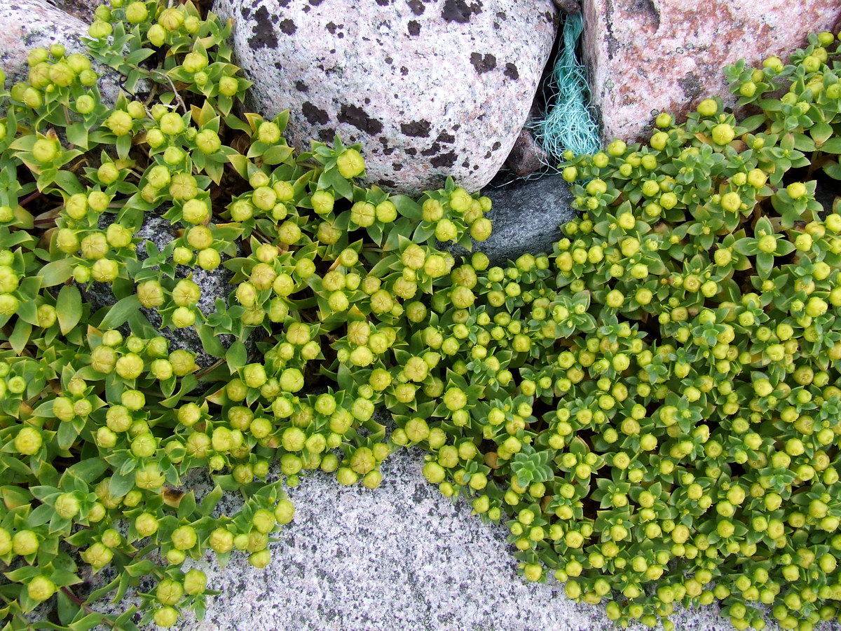 Изображение особи Honckenya peploides ssp. diffusa.