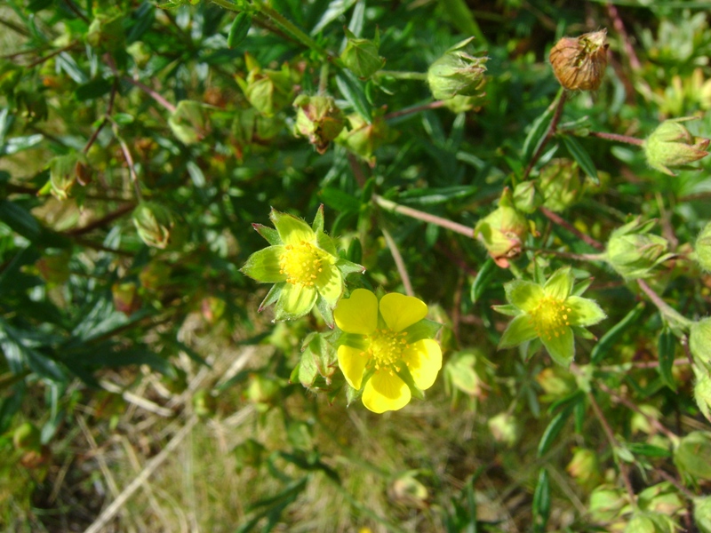 Изображение особи Potentilla arctica.