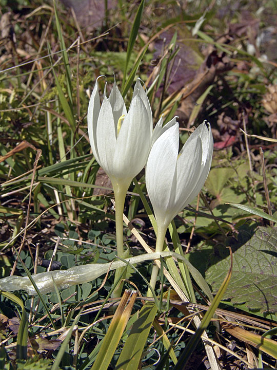 Image of Crocus vallicola specimen.