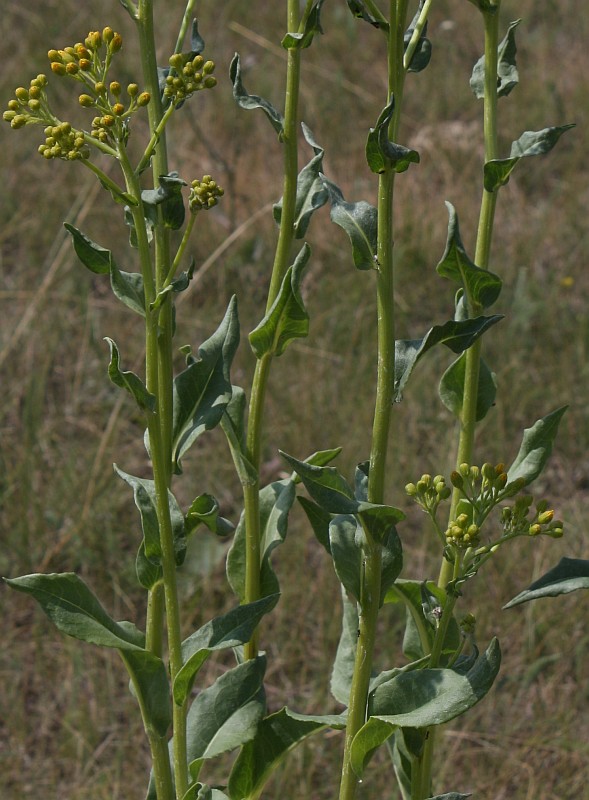 Изображение особи Senecio schwetzowii.