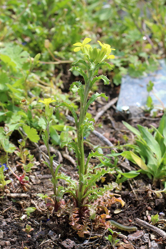 Изображение особи Erysimum repandum.