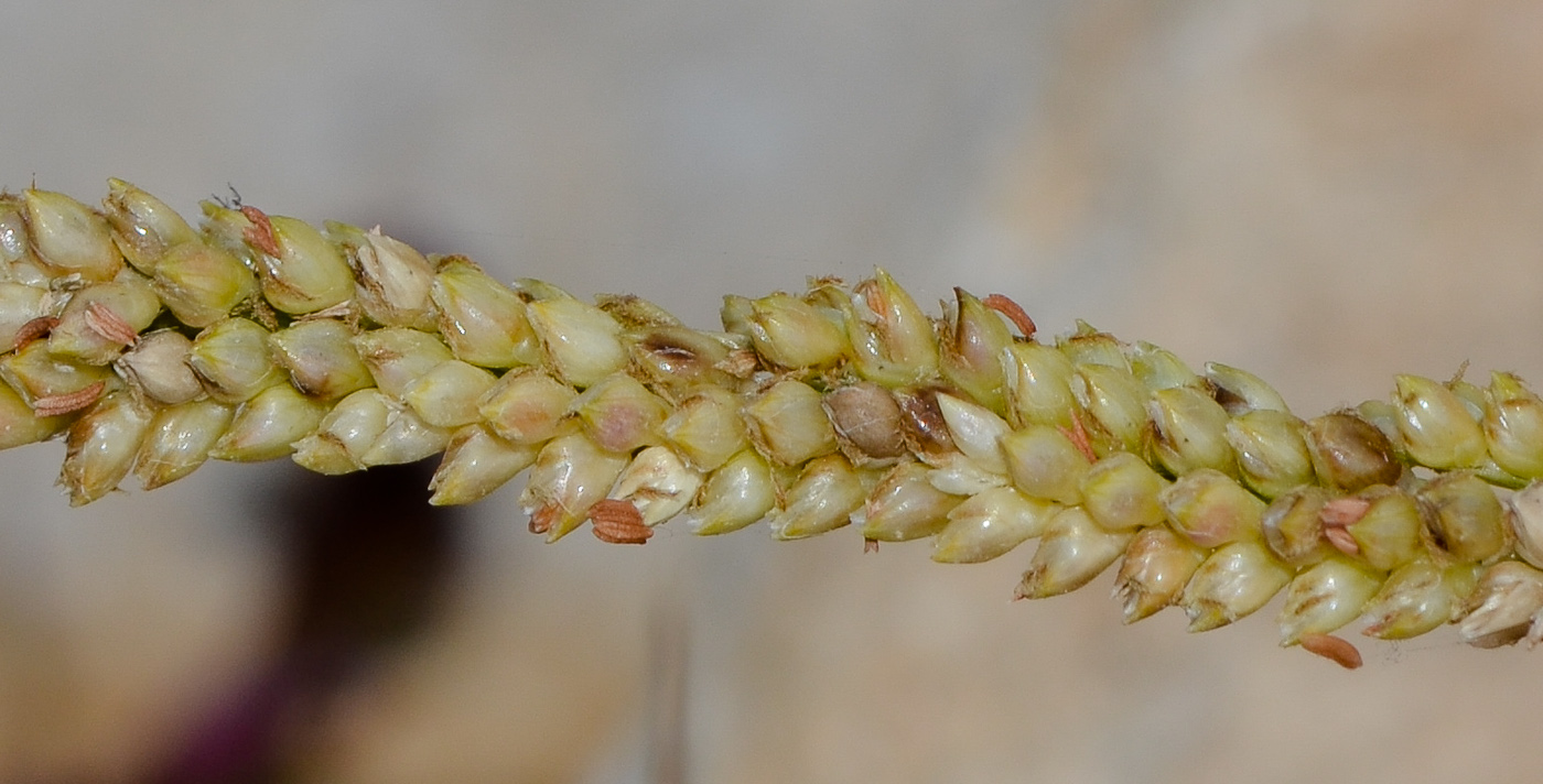 Image of Paspalidium geminatum specimen.